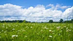 Blumenwiese mit weiß-blauem Himmel Blumenwiese mit weiß-blauem Himmel