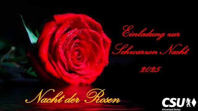Eine rote Rose vor schwarzem Hintergrund