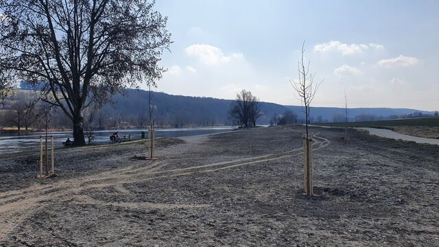 Beflanzungen Donauvorland