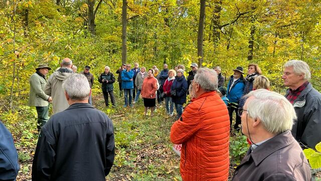 Wald am Grasholz
