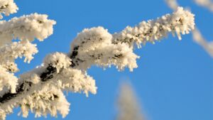 Advents- und Weihnachtswünsche Advents- und Weihnachtswünsche