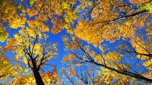 Herbst Herbst